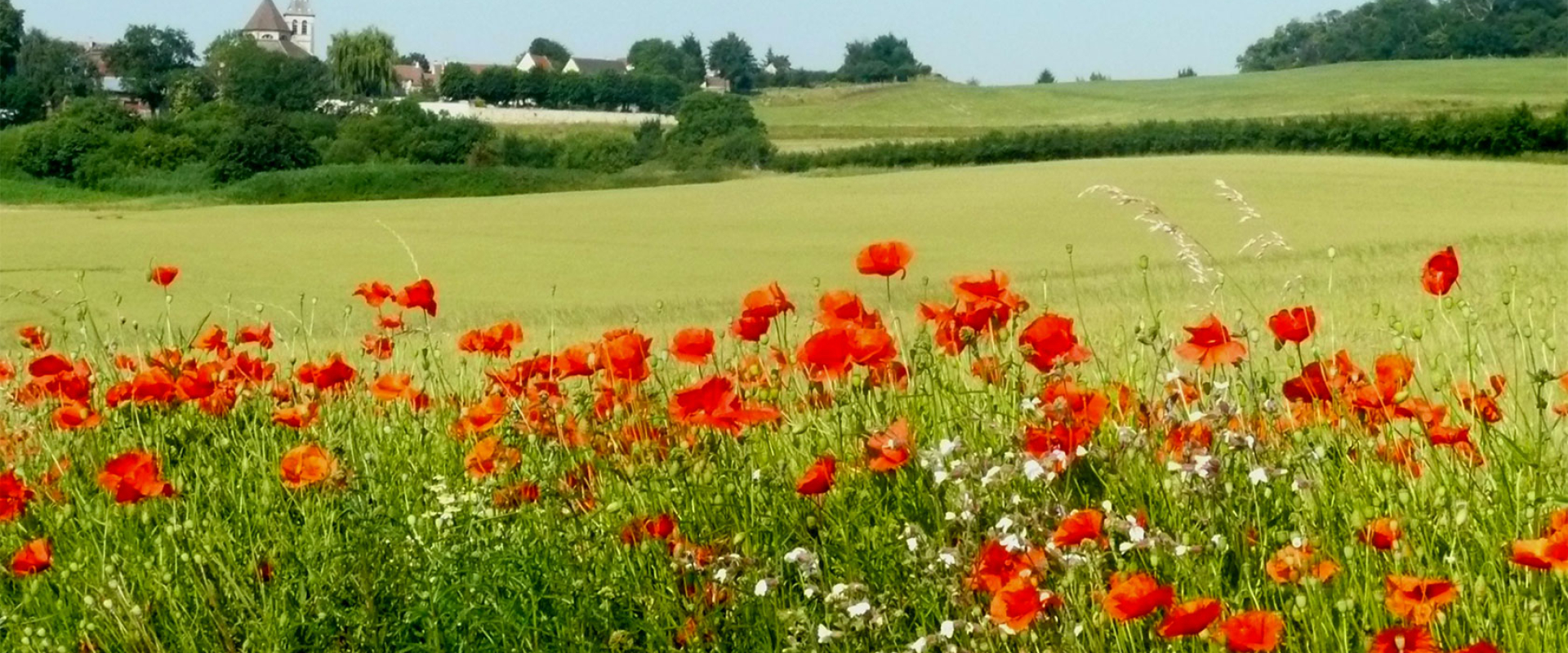 Mareil et ses coquelicots